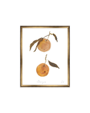 Oranges II