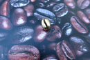 Coffee Bean Gold Lapel Pin