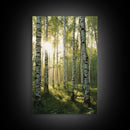 Morning Sunlight Birch Tree Art Canvas Print Natural Landscape Gift Rustic Farmhouse Vertical Artwork Home Decor Above Bed
