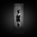 Reflected Loon, Lake Silence, Bird Mirror, Wildlife Art, Moody Black White Framed Canvas Print, Study Nature Wall Decor Minimalist Style