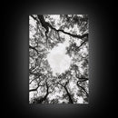Forest Canopy View, Tree Tops Art, Nature Sky Print, Framed Canvas Print, Bedroom Wall Art, Minimalist Nature, Modern Rustic Decor