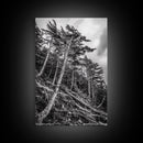 Windy Pines, Forest Landscape, Nature Photography, Framed Canvas Print, Rustic Wall Art, Cabin Decor, Minimalist Art, Fall Home Style