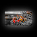 Bold Lobster, Nautical Art, Coastal Living, Red Claw, Framed Canvas Print, Beach House Wall Art, Kitchen Decor, Color Splash Style