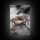 Blue Crab, Vibrant Shell, Coastal Creature Art, Framed Canvas Print, Bathroom Wall Art, Nautical Theme Decor, Ocean Wildlife Art