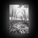 Windblown Trees, stormy sky, moody landscape, wabi sabi art, black and white, framed canvas print, rustic decor, nature photography