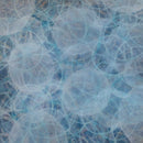 Convolvulos - Limited Edition Canvas Print