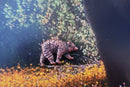 Bear Copper Lapel Pin