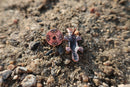 Platypus Copper Lapel Pin
