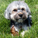 Cow Ear Dog Treat | Rowdy's Top Dog