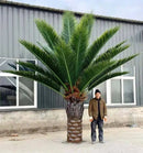 Florida Palm Artificial Tree 13ft–23ft – UV Resistant (10–12 Week Lead Time)