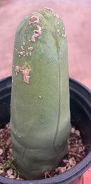 #EC21 EXACT Trichocereus Bridgesii Monstrose TBM Long Form penis Cactus 7.5”