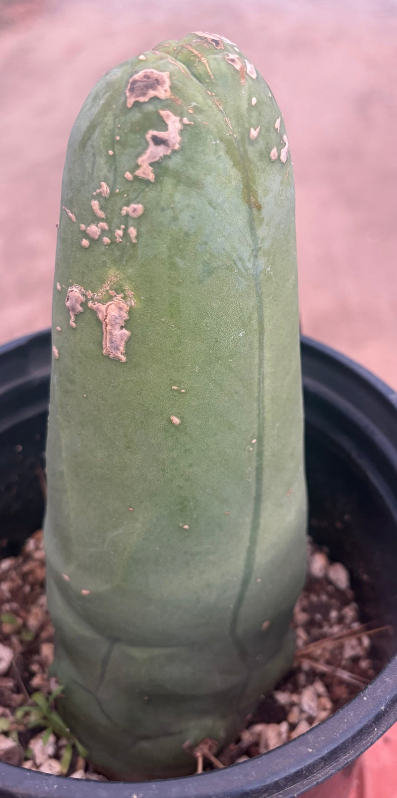 EC21 EXACT Trichocereus Bridgesii Monstrose TBM Long Form penis Cactu
