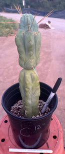 #EC14 Exact Trichocereus Bridgesii "Jiimz Twin Spine" Potted Cactus A-E