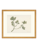 Pastel Mistletoe
