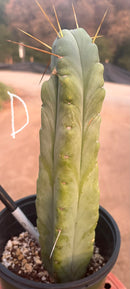 #EC14 Exact Trichocereus Bridgesii "Jiimz Twin Spine" Potted Cactus A-E