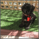 <b>Artificial Grass Tiles</b> - Premium Interlocking Turf | DECKO (11.8" x 11.8" x 0.8" tile) - (One Piece)