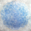 Dichondra - Limited Edition Canvas Print