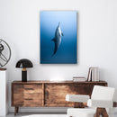Dolphin - Print