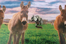 Donkey Lapel Pin