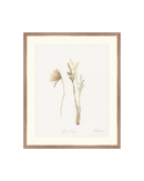 Wild Flowers II