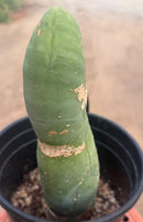 #EC24 EXACT Trichocereus Bridgesii TBM  Penis monstrose Long Form Cactus 10”