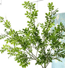 Artificial Boxwood Stems - Bundle of 4