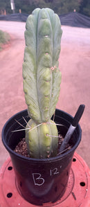 #EC14 Exact Trichocereus Bridgesii "Jiimz Twin Spine" Potted Cactus A-E