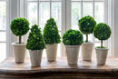 Lovecup Collection of Boxwood Topiaries, Set of 6 L076