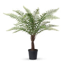 Lovecup Giant Tree Fern in Growers Pot, 44" L090