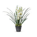 Lovecup Cymbidium Plant, Potted L111