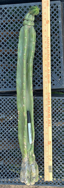 #EC02 EXACT Trichocereus Jiimz Huanucoensis Cactus CUTTING 29”