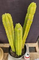#EC03 exact Trichocereus Pachanoi "PC" Cactus 21, 20,17”