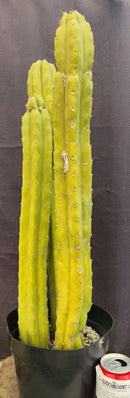#EC03 exact Trichocereus Pachanoi "PC" Cactus 21, 20,17”
