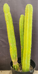 #EC03 exact Trichocereus Pachanoi "PC" Cactus 21, 20,17”