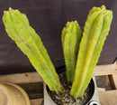 #EC03 exact Trichocereus Pachanoi "PC" Cactus 21, 20,17”