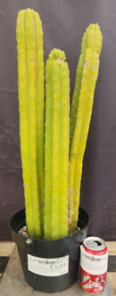 #EC03 exact Trichocereus Pachanoi "PC" Cactus 21, 20,17”