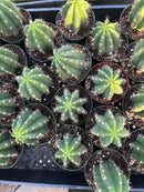 #EC04 EXACT Trichocereus Pachanoi Jiimz Long Spine Cactus Potted Options