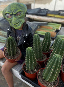 #EC04 EXACT Trichocereus Pachanoi Jiimz Long Spine Cactus Potted Options