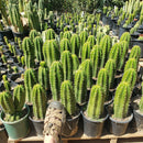 #EC04 EXACT Trichocereus Pachanoi Jiimz Long Spine Cactus Potted Options