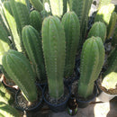 #EC05 EXACT Trichocereus Pachanoi Monstrose Revert Cactus