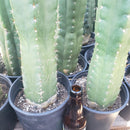 #EC05 EXACT Trichocereus Pachanoi Monstrose Revert Cactus