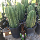 #EC05 EXACT Trichocereus Pachanoi Monstrose Revert Cactus