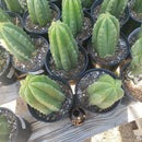#EC05 EXACT Trichocereus Pachanoi Monstrose Revert Cactus