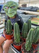 #EC05 EXACT Trichocereus Pachanoi Monstrose Revert Cactus