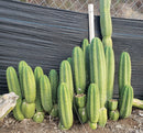 #EC06 Exact Trichocereus Pachanoi Jiimz Juul Cactus CUTTINGS and Potted 6-24"