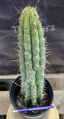 #EC07 EXACT Trichocereus Chalaensis Cactus 17"
