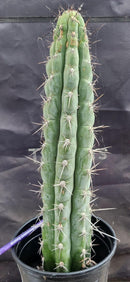 #EC07 EXACT Trichocereus Chalaensis Cactus 17"