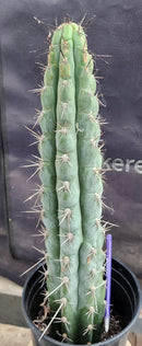 #EC07 EXACT Trichocereus Chalaensis Cactus 17"