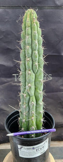 #EC07 EXACT Trichocereus Chalaensis Cactus 17"