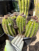 #EC08 EXACT Trichocereus Grandiflorus hybrid SunFlower Cactus Cutting 5-6”
